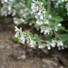 Nepeta racemosa Snowflake - Chataire à fleurs blanches