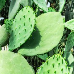 Opuntia laevis - Cactus raquette