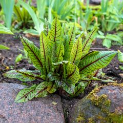 Oseille sanguine - Rumex sanguineus