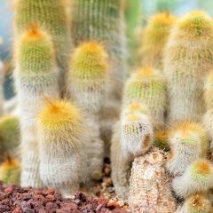 Parodia leninghausii - Notocactus leninghausii