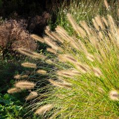 Pennisetum alopecuroides Hameln - Herbe aux écouvillons