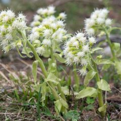 Petasites albus - Pétasite blanc