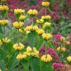 Phlomis de Russell - Phlomis russeliana