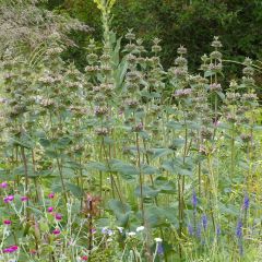 Sauge de Jerusalem - Phlomis samia