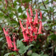 Phygelius capensis - Fuchsia du Cap