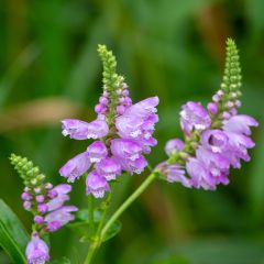 Physostegia virginiana Red Beauty - Cataleptique