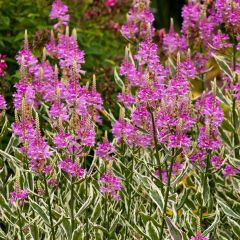 Physostegia virginiana Variegata