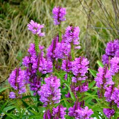 Physostegia virginiana Vivid - Cataleptique