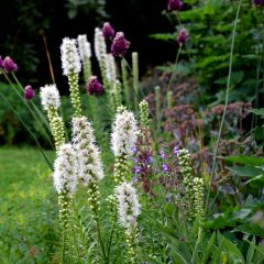 Plume du Kansas - Liatris spicata Alba