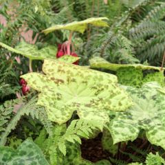 Podophyllum Spotty Dotty - Dysosma