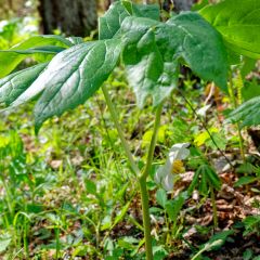 Podophyllum peltatum