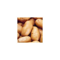 Pommes de terre Charlotte Bio - Solanum tuberosum