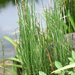 Prêle d'hiver - Equisetum hyemale (japonicum)