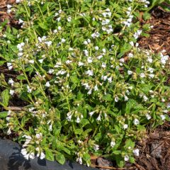 Pulmonaire hybride - Pulmonaria Sissinghurst White