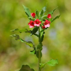 Pulmonaire rouge - Pulmonaria rubra