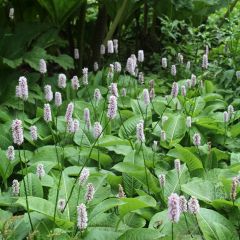 Renouée - Persicaria bistorta Superba