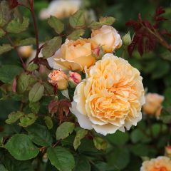 Rosier David Austin Crown Princess Margareta