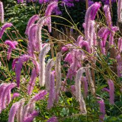 Sanguisorba hakusanensis