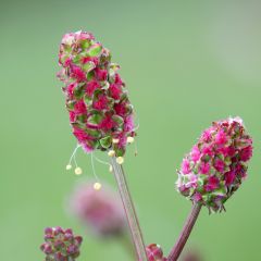 Sanguisorba minor - Petite Pimprenelle