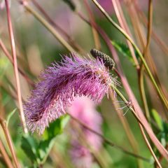 Sanguisorba obtusa - Pimprenelle japonaise