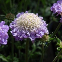 Scabieuse Butterfly Blue - Scabiosa