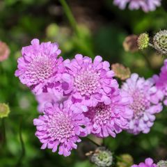 Scabieuse columbaria Pink Mist