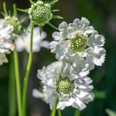 Scabieuse du Caucase - Scabiosa caucasica Alba