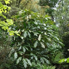 Schefflera delavayi