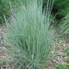 Schizachyrium scoparium