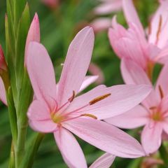 Schizostylis cocc.Mrs Hegarty - Lis des Cafres