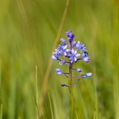 Scille des prés - Scilla litardierei