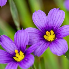 Sisyrinchium Lucerne - Bermudienne hybride