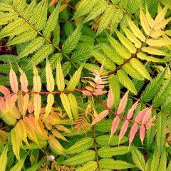 Sorbaria sorbifolia Sem- Fausse spirée à feuilles de sorbier