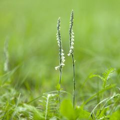 Spiranthes Chadd's Ford - Orchidée terrestre