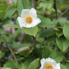 Stewartia pseudocamellia - Stuartie