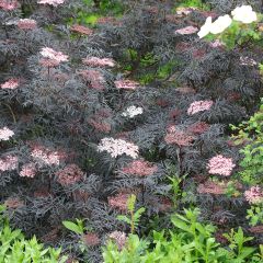 Sureau noir - Sambucus nigra Black Lace (Eva)