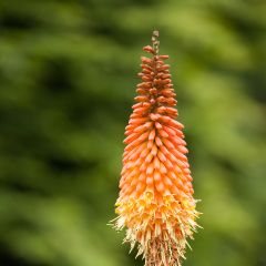 Tritoma - Kniphofia Royal Standard