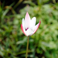 Tulipe botanique clusiana Peppermint Stick