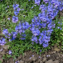 Veronica prostrata - Véronique couchée