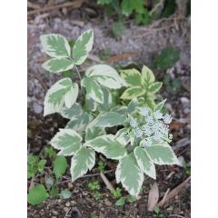 Aegopodium podagraria Variegata - Herbe aux goutteux panachée