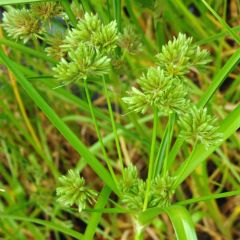 Cyperus glaber