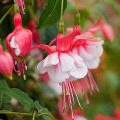 Fuchsia retombant Sir Matt Busby