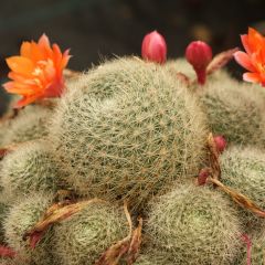 Rebutia sp.