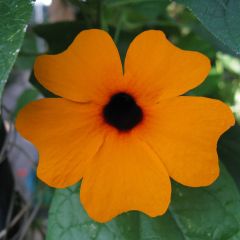 Suzanne orange aux yeux noirs - Thunbergia alata