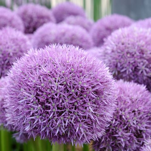 Allium Pinball Wizard Ail D Ornement Bulbeuse Aux Fleurs Rose Mauve