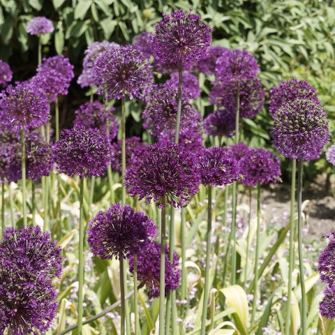 Allium Purple Sensation Ail D Ornement Fleurs Violet Pourpre En Boule