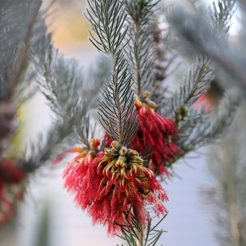 Calothamnus quadrifidus Grey Form ou Grey Leaf - Arbuste persistant à ...