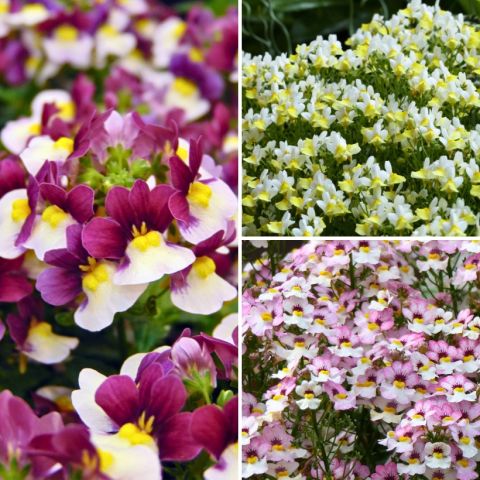 Collection Nemesia - Nemesia Fairy Kisses Citrine, Nemesia Sunpeddle ...