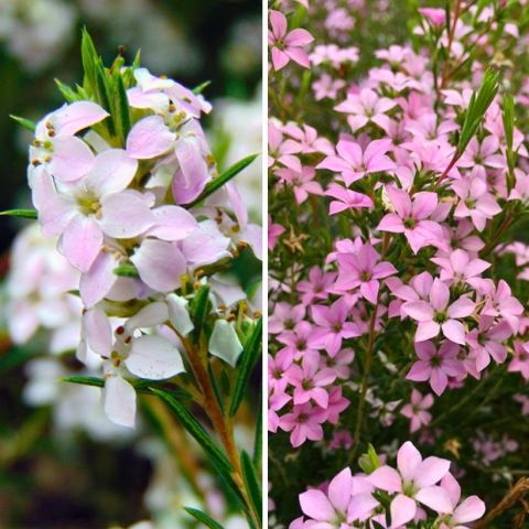 Duo Diosmas - Diosma hirsuta Pink Fountain et Pink Diamond