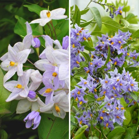 Duo Solanum jasminoides - Morelle faux-jasmin - Solanum jasminoides ...